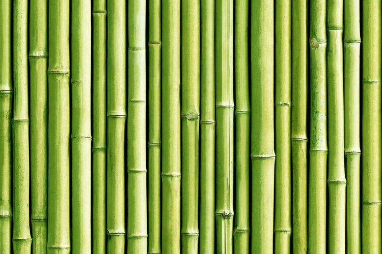 Détail de l'imprimé Bambou vert